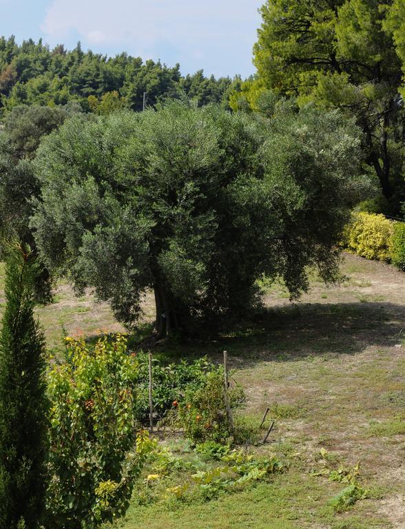 Olivos Villa Sani Sani  객실 사진